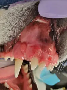 Papillary SCC in a young dog