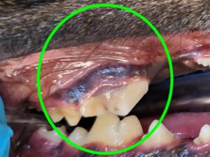  When a dog fractures a tooth from chewing, it is usually one of the carnassial teeth (upper fourth premolars and lower first molars).