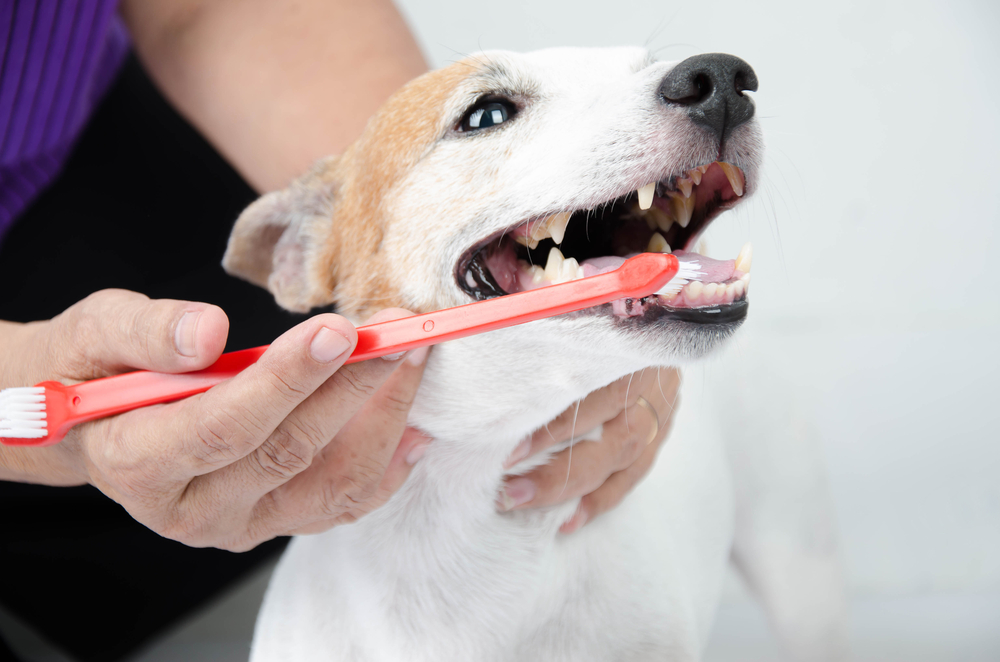 Teeth brushing in dogs and cats