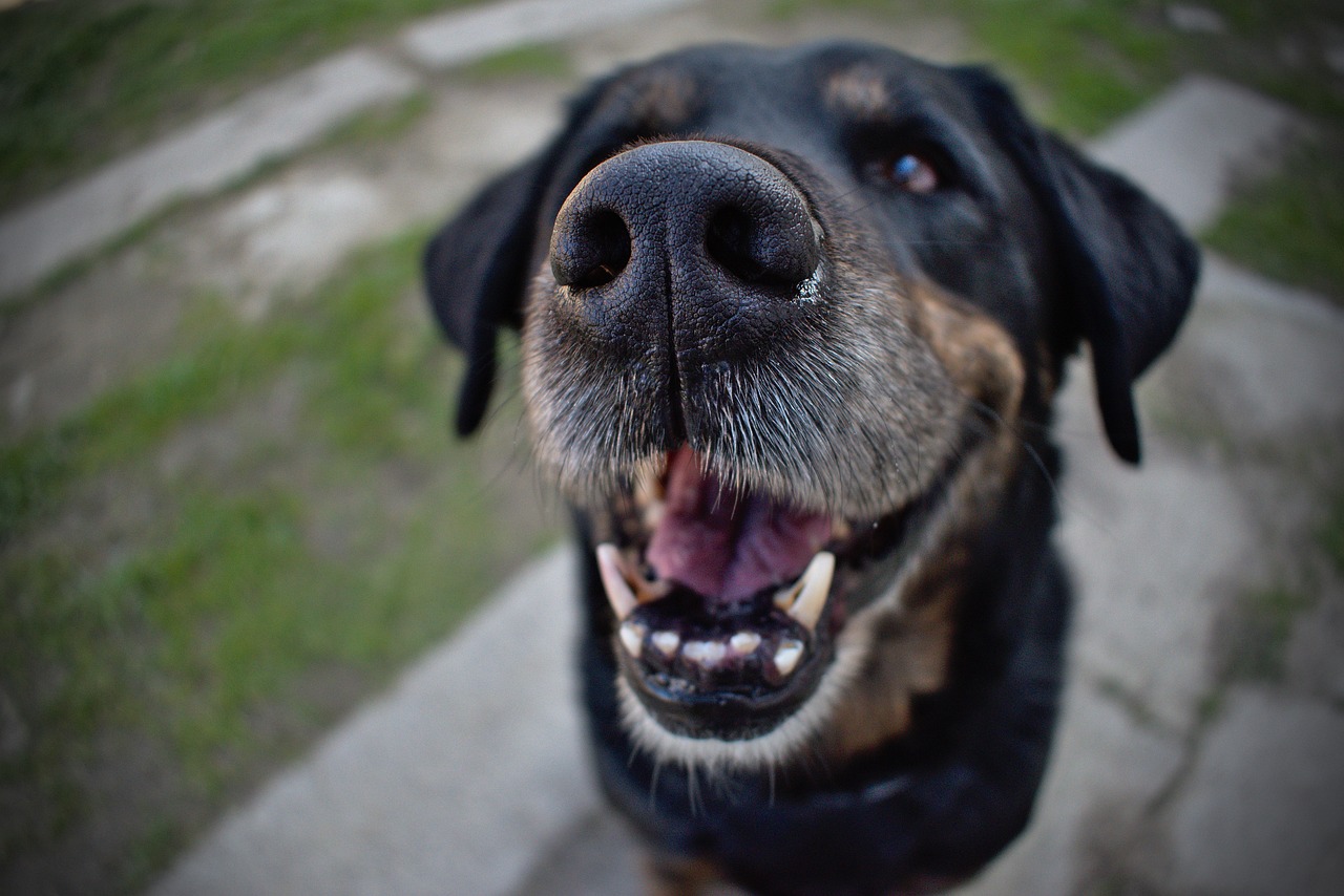 A close-up of a large black dog with healthy teeth.