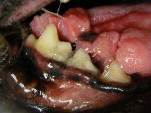 Mucosal granulomas under the tongue of a dog