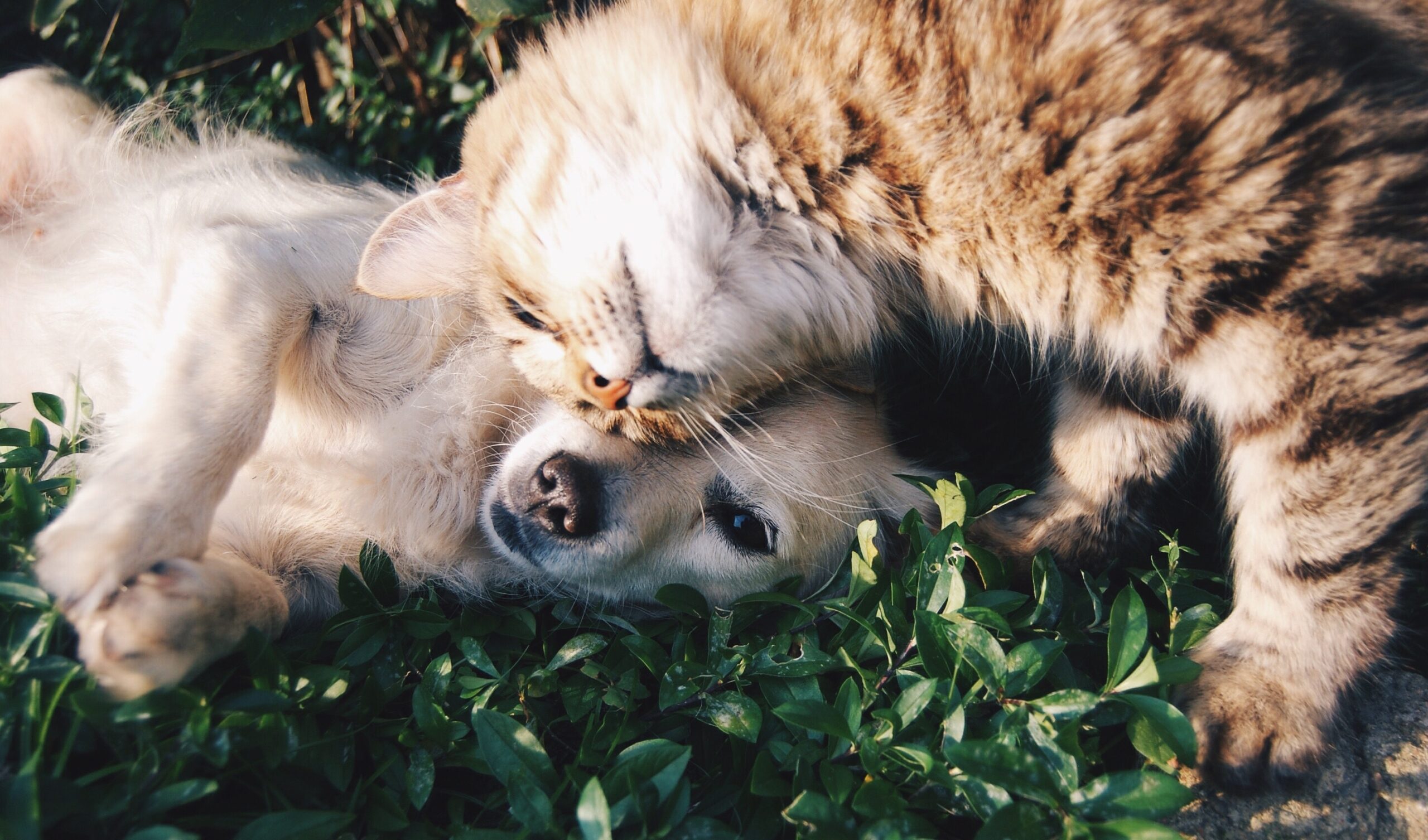 A small dog and tabby cat nuzzling.