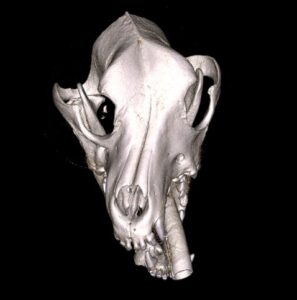 CBCT 3D reconstruction of a dog with a severe malocclusion secondary to earlier trauma