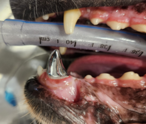 metal crowns on a left lower canine