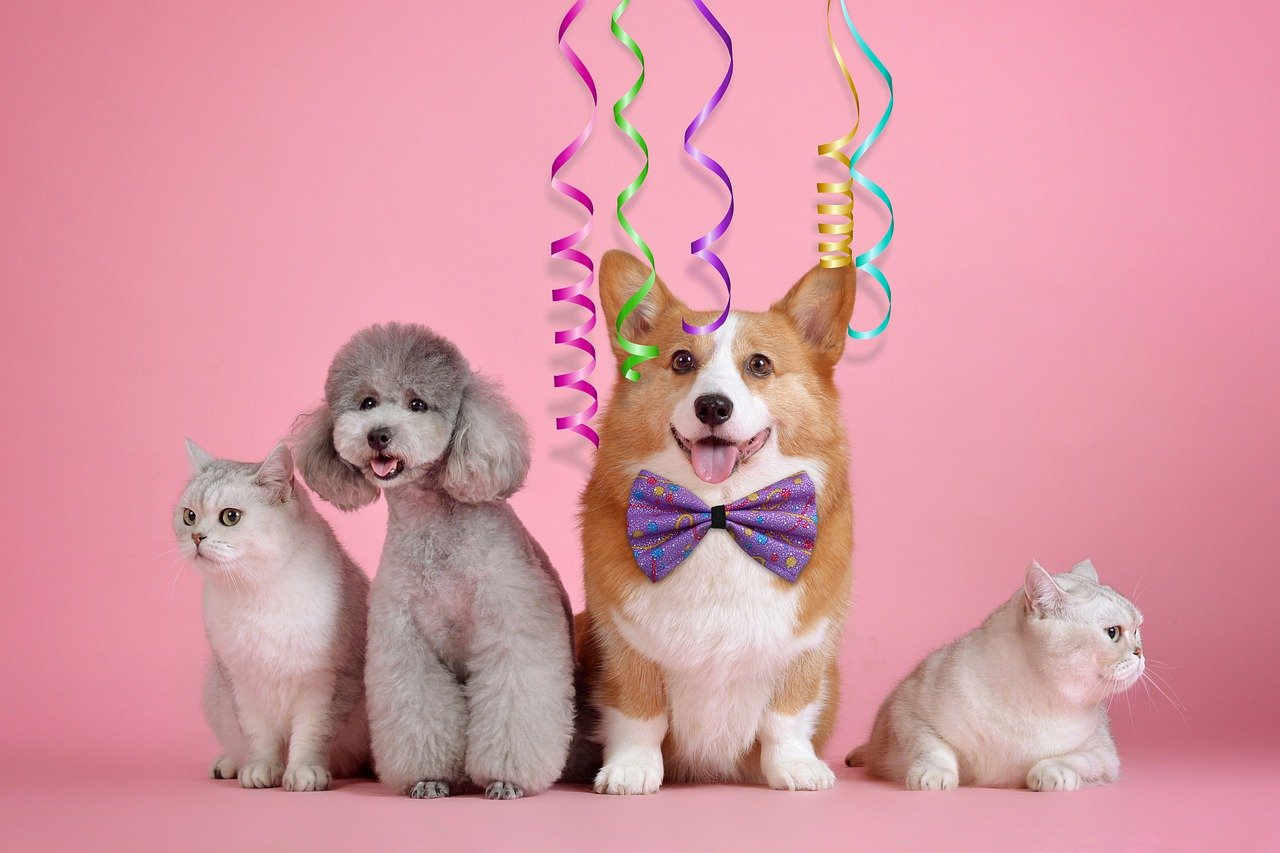 2 cats and a dog with party streamers