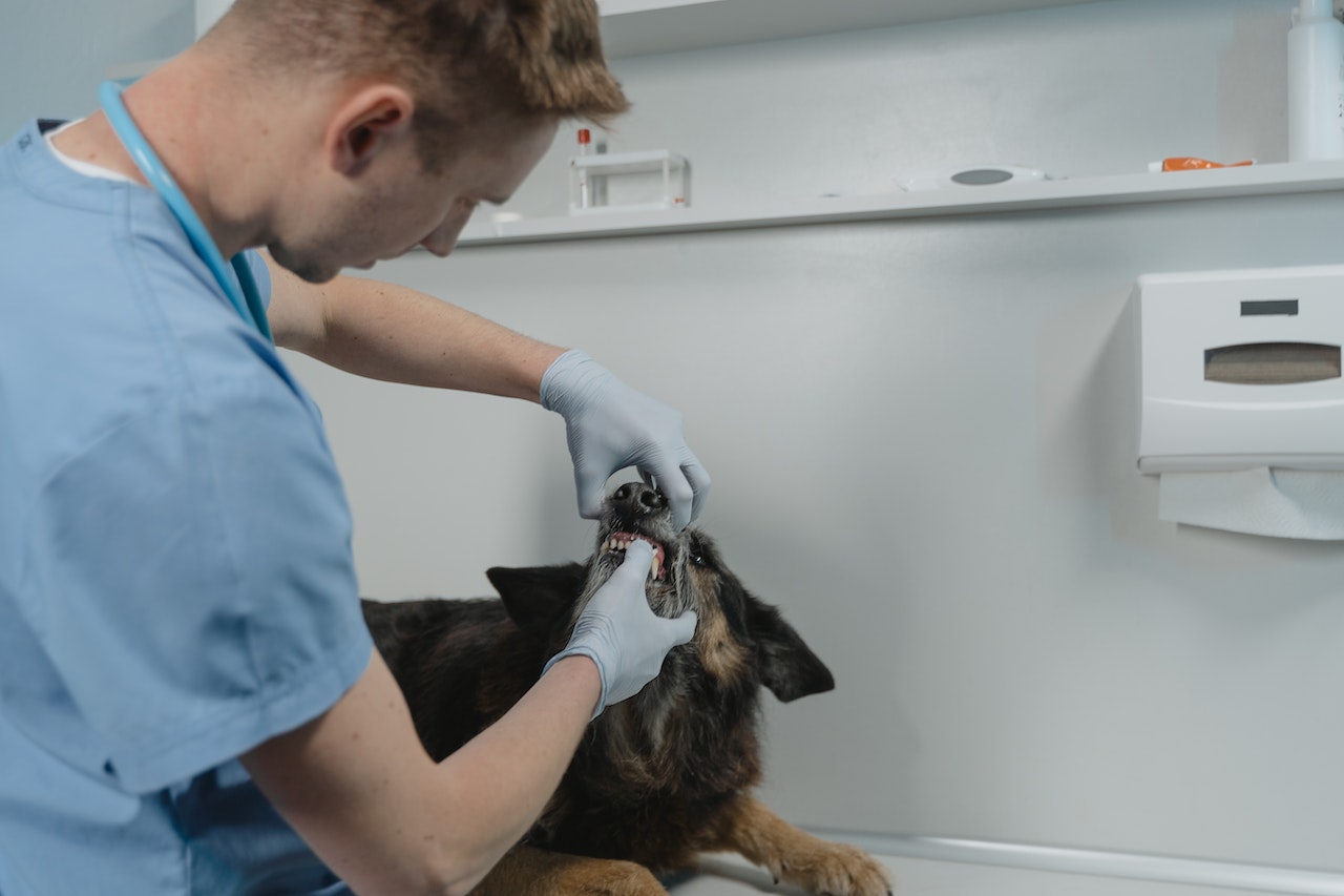 A Veterinary Technician looking at elderly dog's teeth