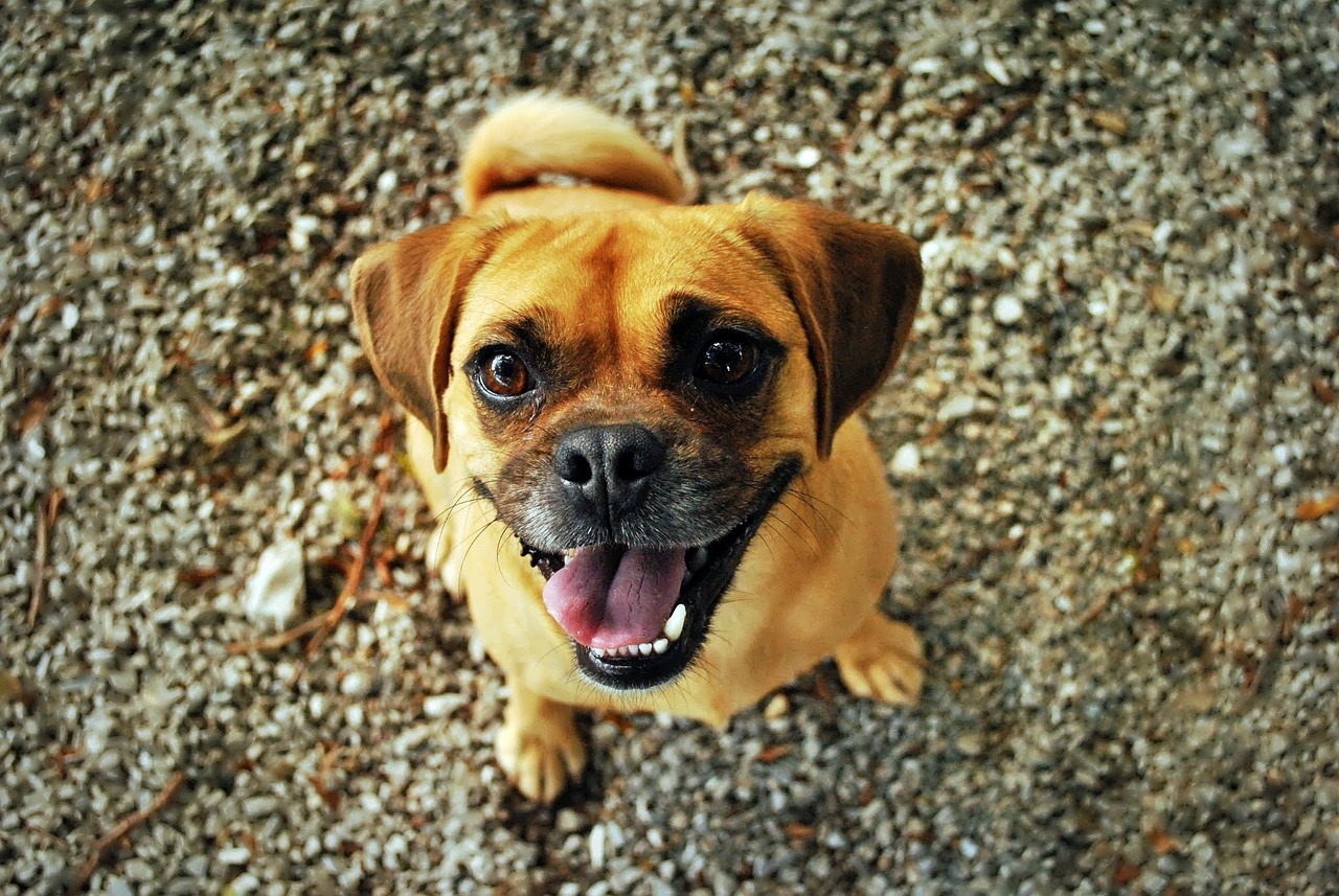 A small brown dog with black nose and healthy white teeth