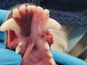 In this dog's mouth, the right mandibular first molar is absent.