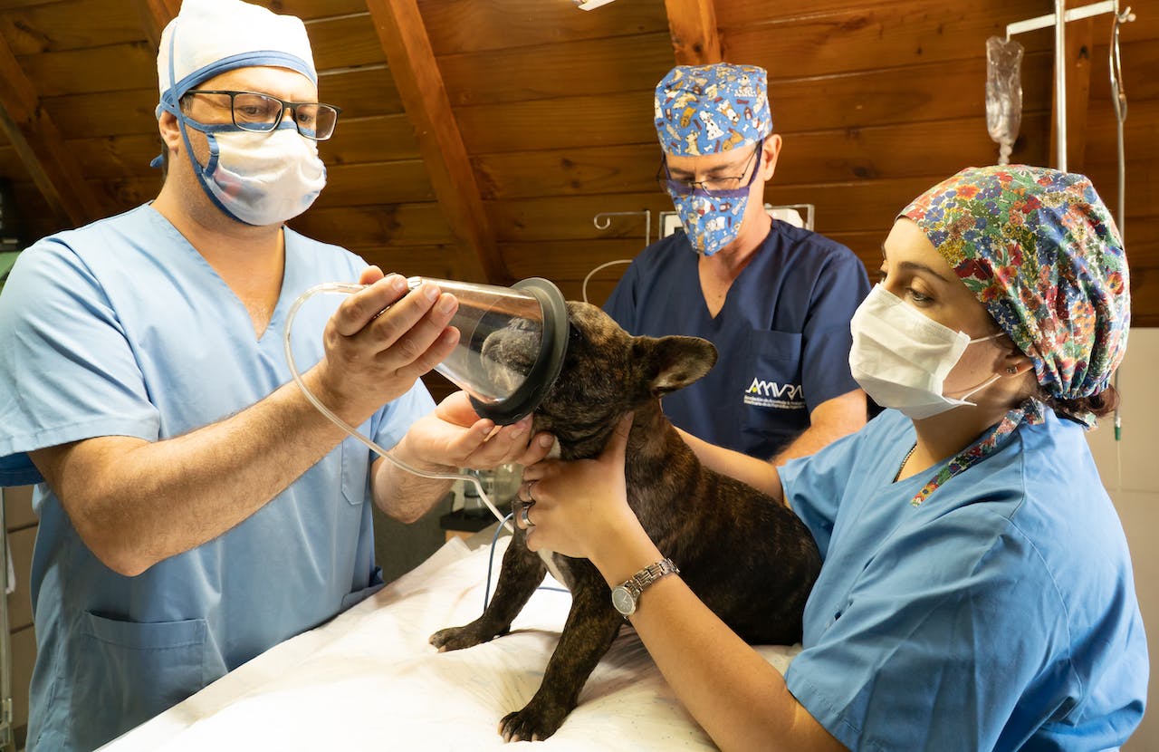 vets giving black dog anesthesia