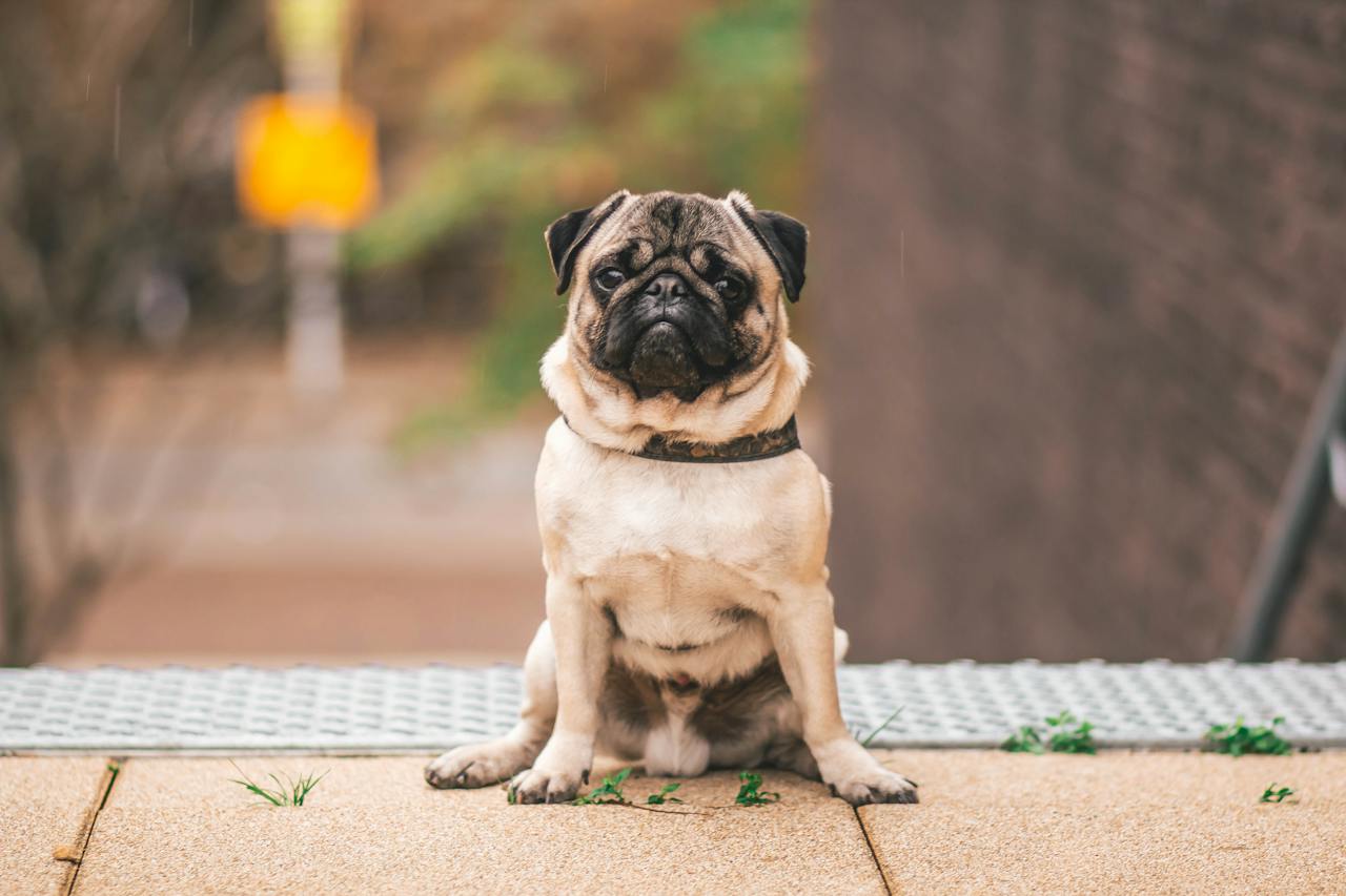 A tan colored pug sitting on stairs with a Brachycephalic shaped skull