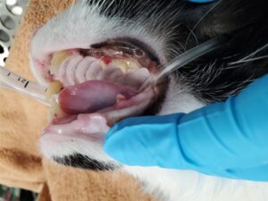 feline tooth resorption