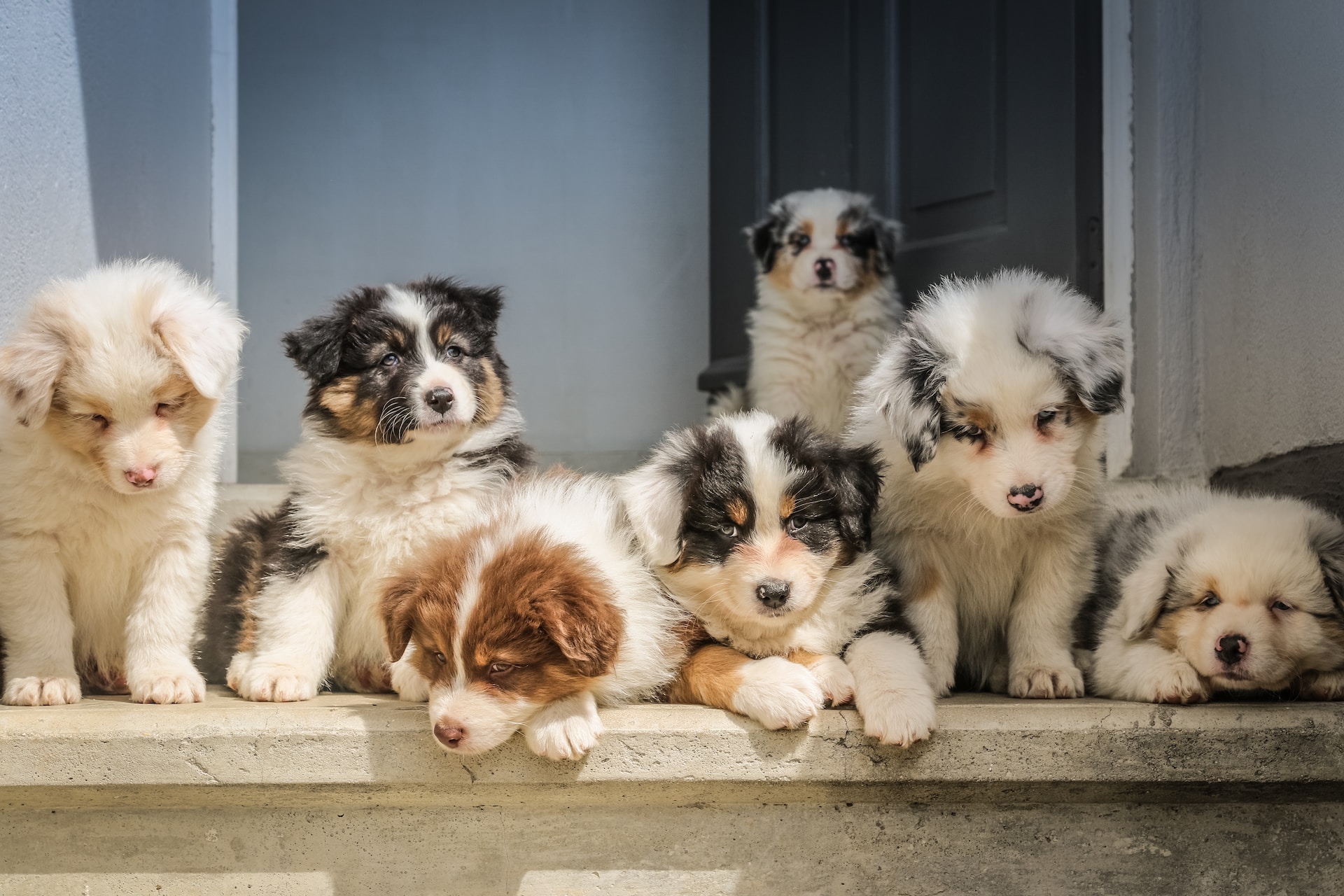 six multicolored puppies lined up on a door step