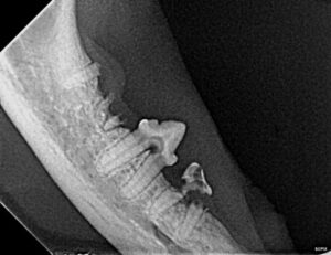 tooth resorption on the right mandible of a cat