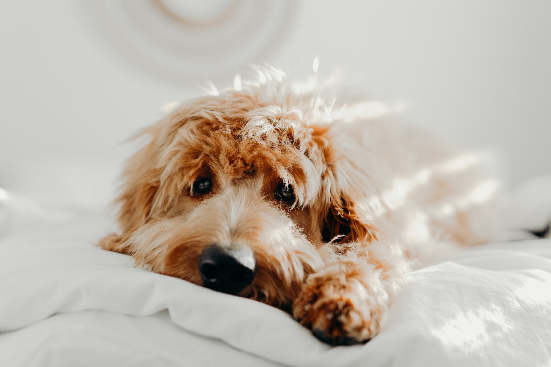 fluffy brown dog laying on white bed