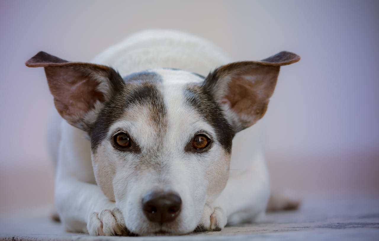 A white dog with black ears rests chin on floor and looks at camera