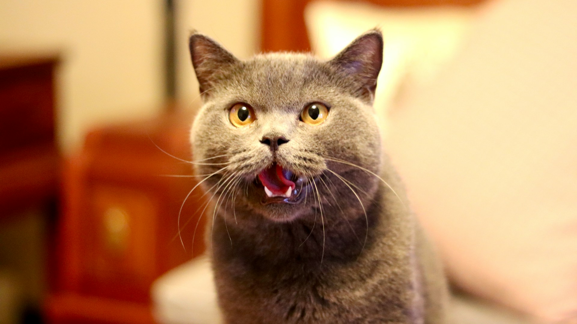 gray shorthair cat with mouth open