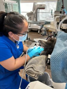 A technician in blue scrubs performing a dental cleaning on a brown, sedated dog