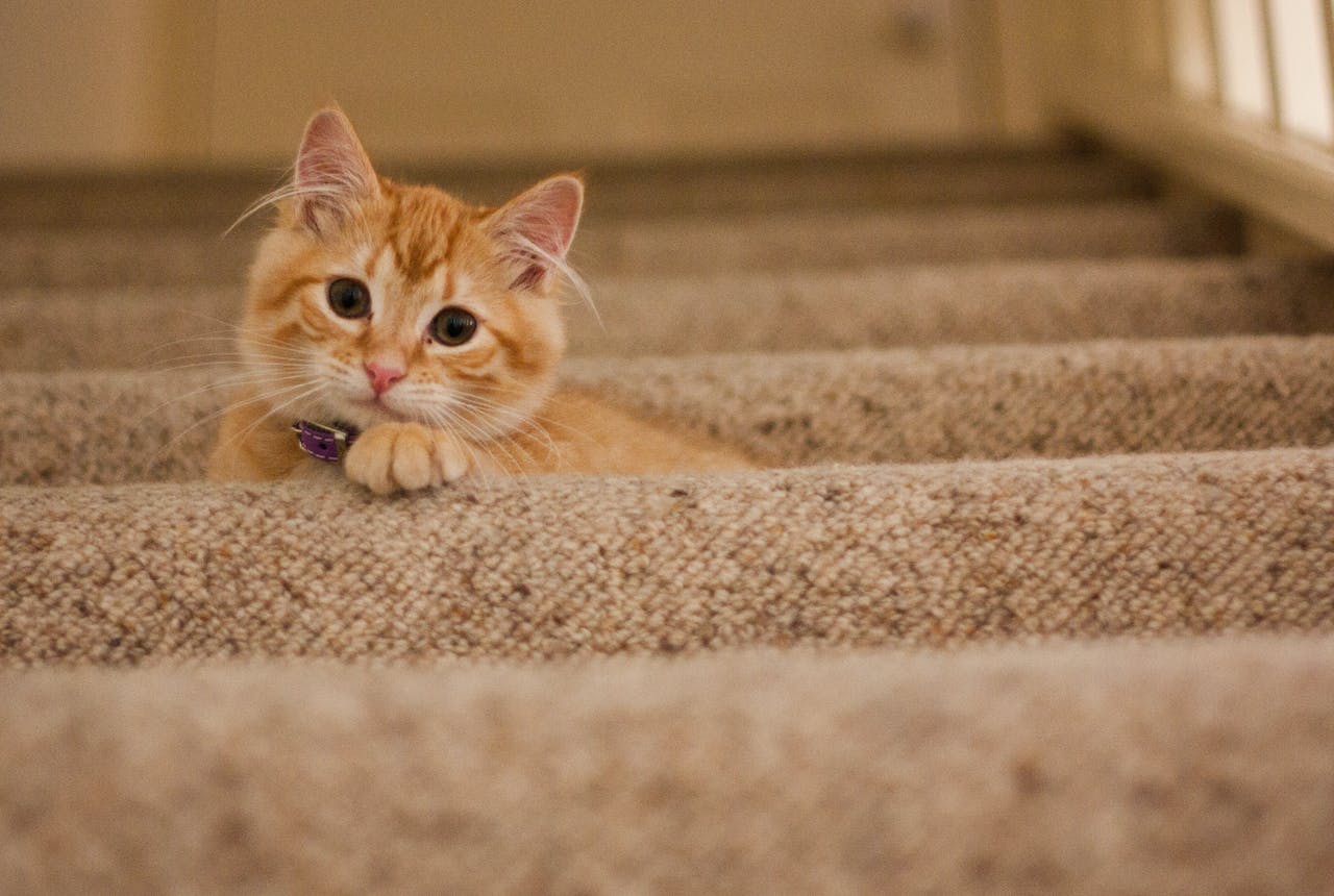 An orange kitten with purple collar laying on beige stairs