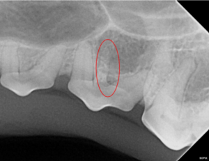 triple rooted upper third premolar in dogs