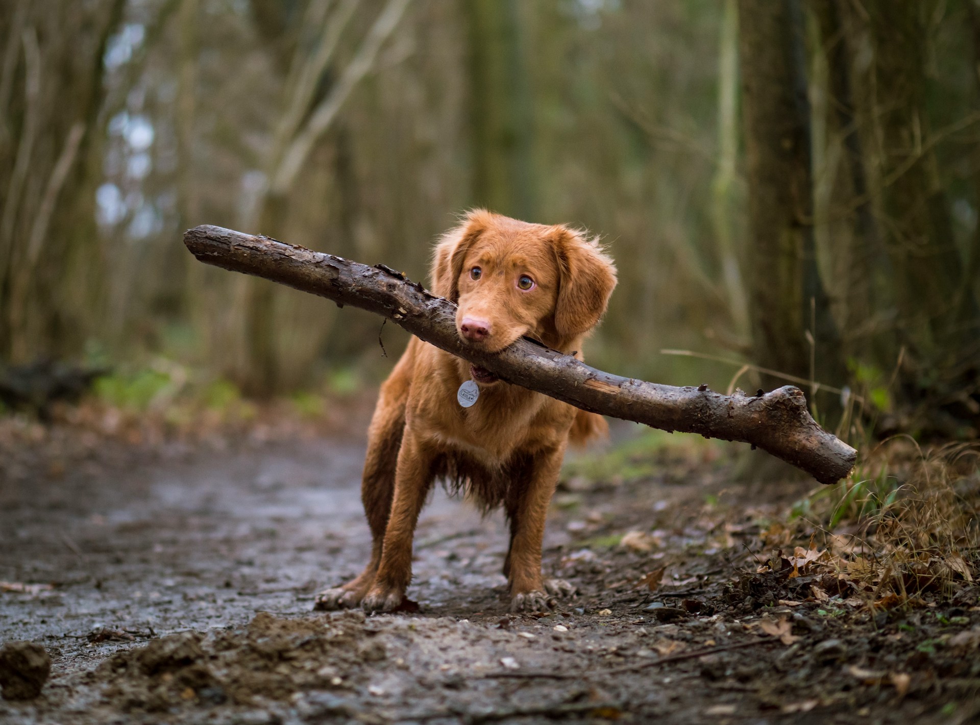 brown dog in woods carrying large stick
