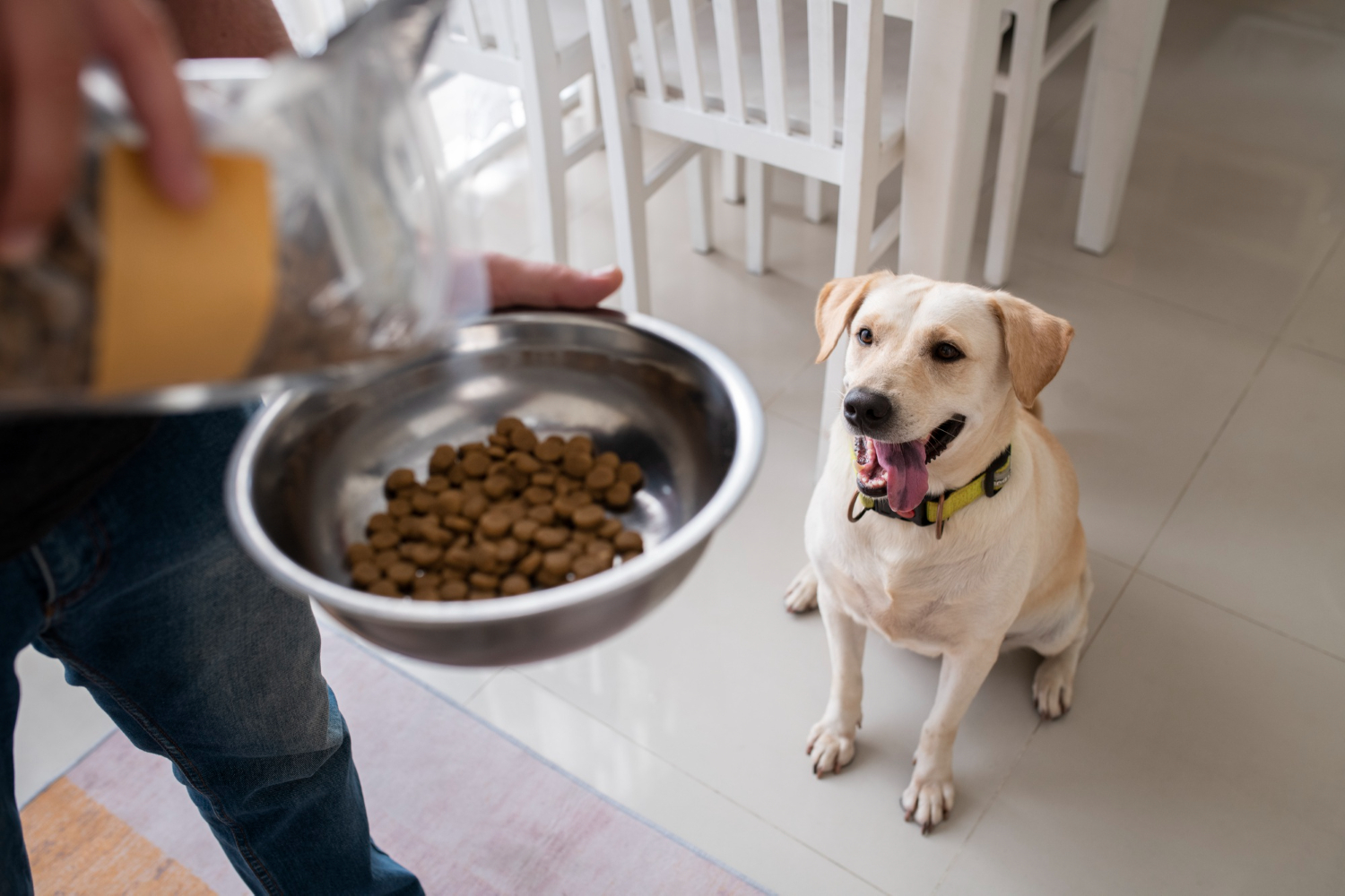 owner giving dog hard food