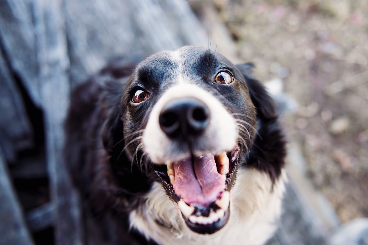 A black and white dog looking up at the camera with teeth showing