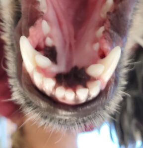 photo showing extra puppy teeth