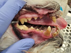 Photo of dental calculus on dog teeth