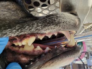 Photo of intrinsic discoloration on dog teeth