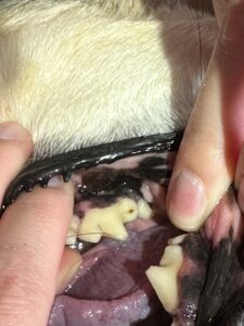 Photo of tertiary dentin on dog teeth