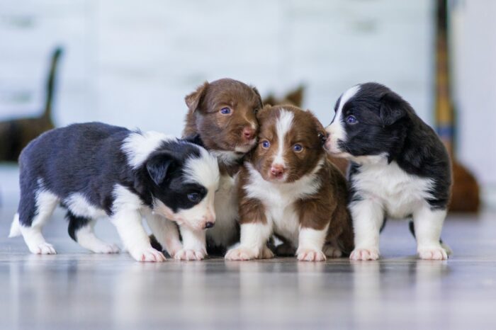 black and brown puppies huddled together