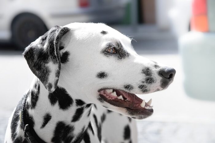 Photo of black and white spotted Dalmatian looking off to the side