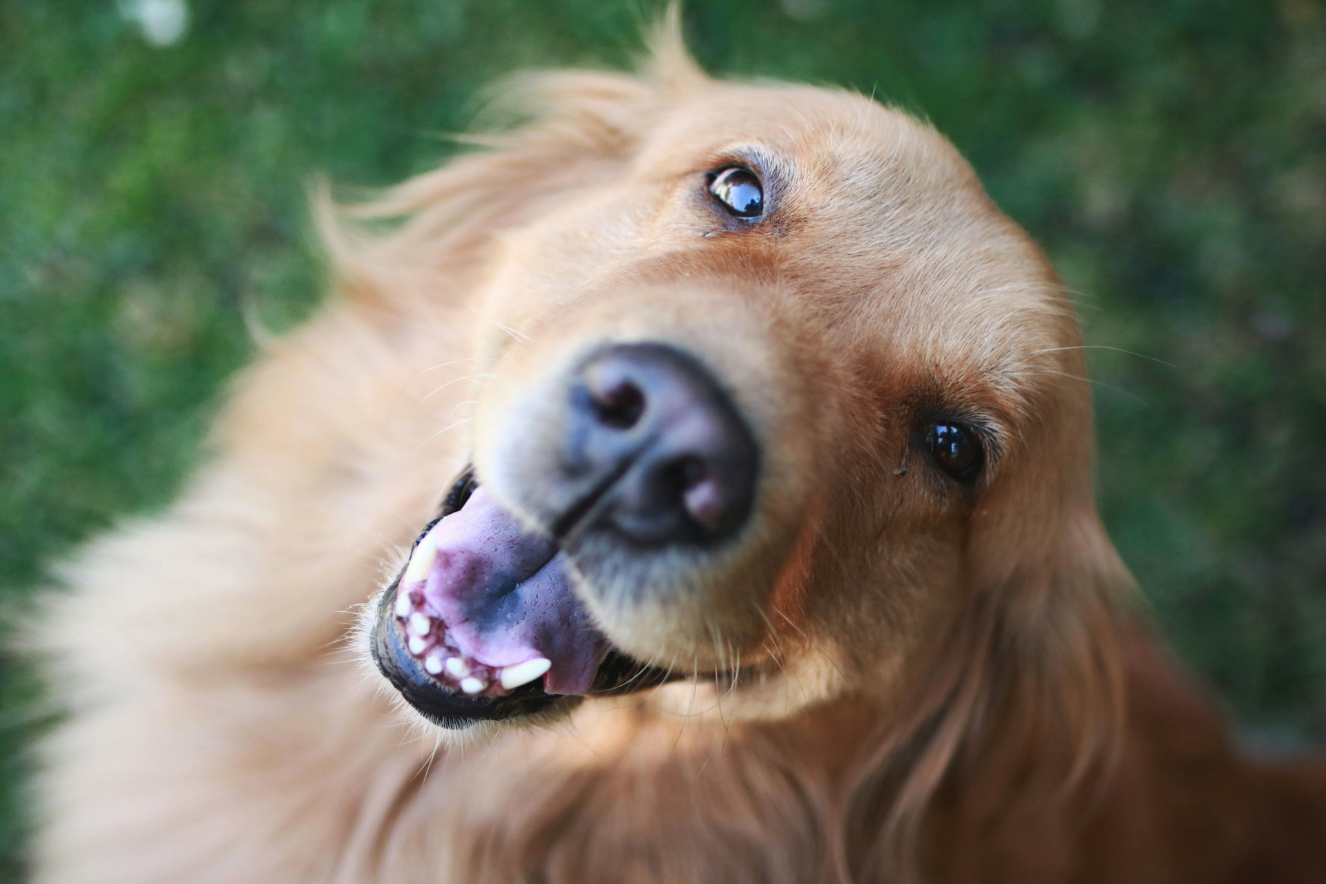 golden retriever dog smiling up at camera