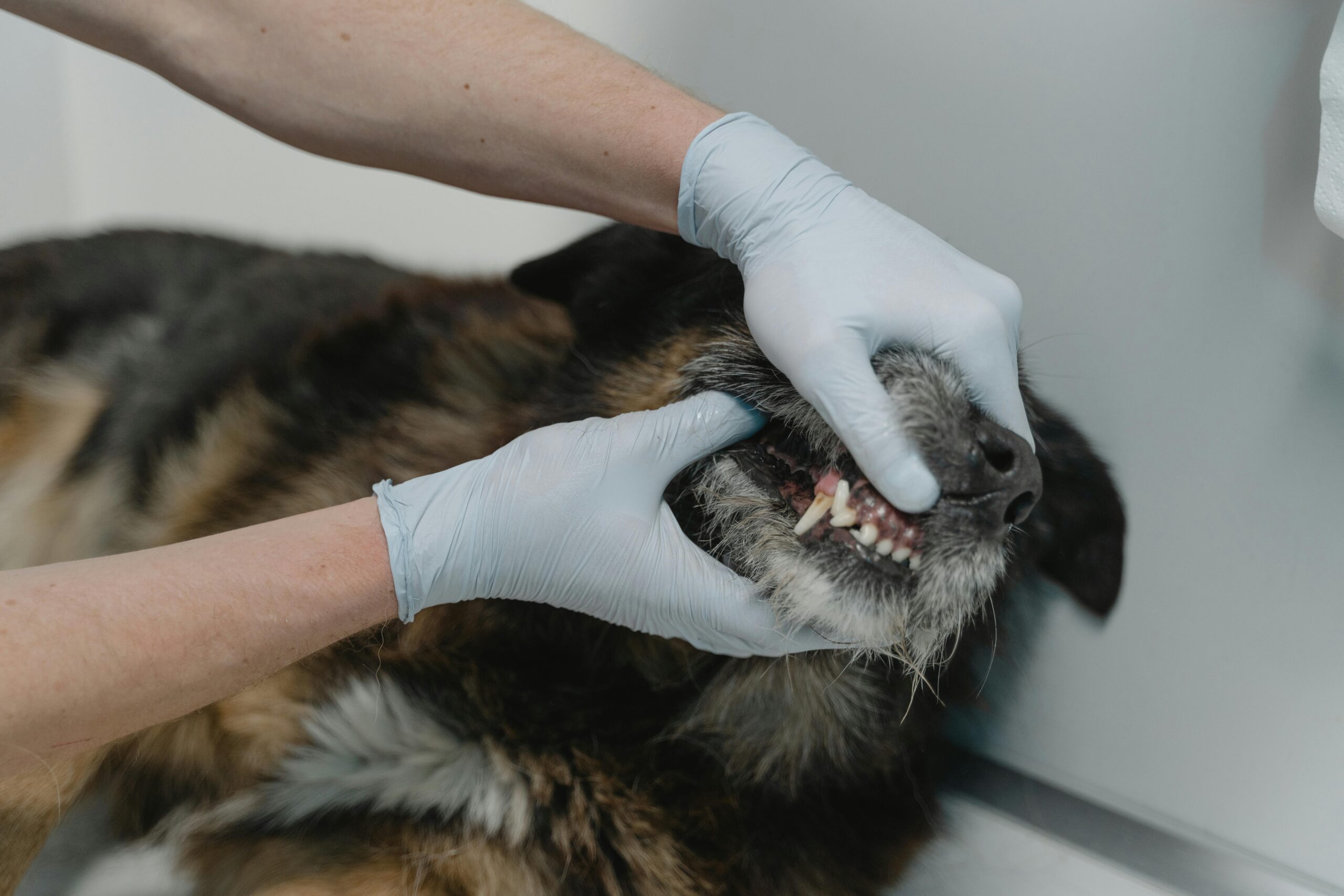 A dog has teeth examined by a veterinary dentist