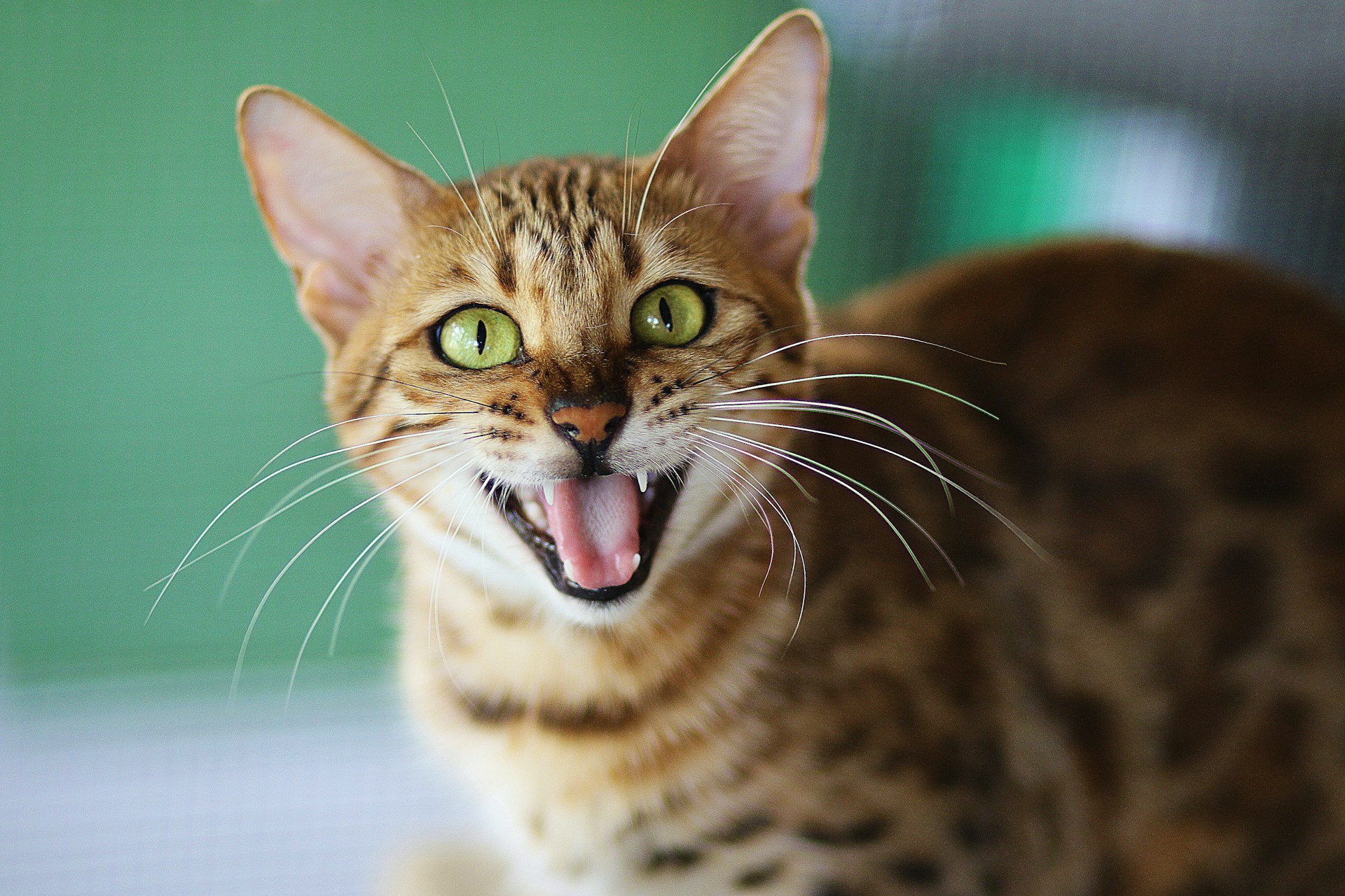 cat smiling against green background