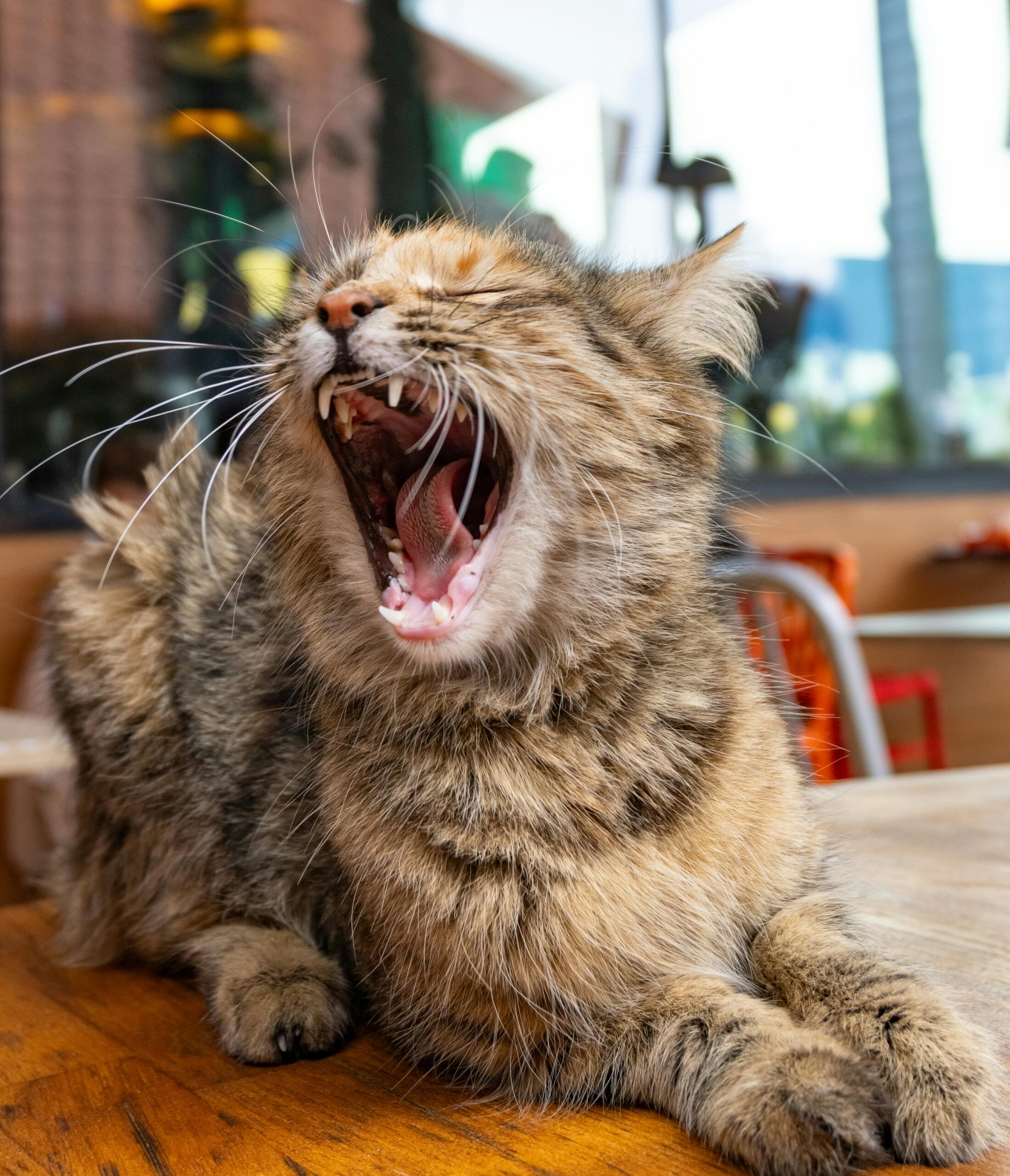 A cat yawning and showing all of its teeth